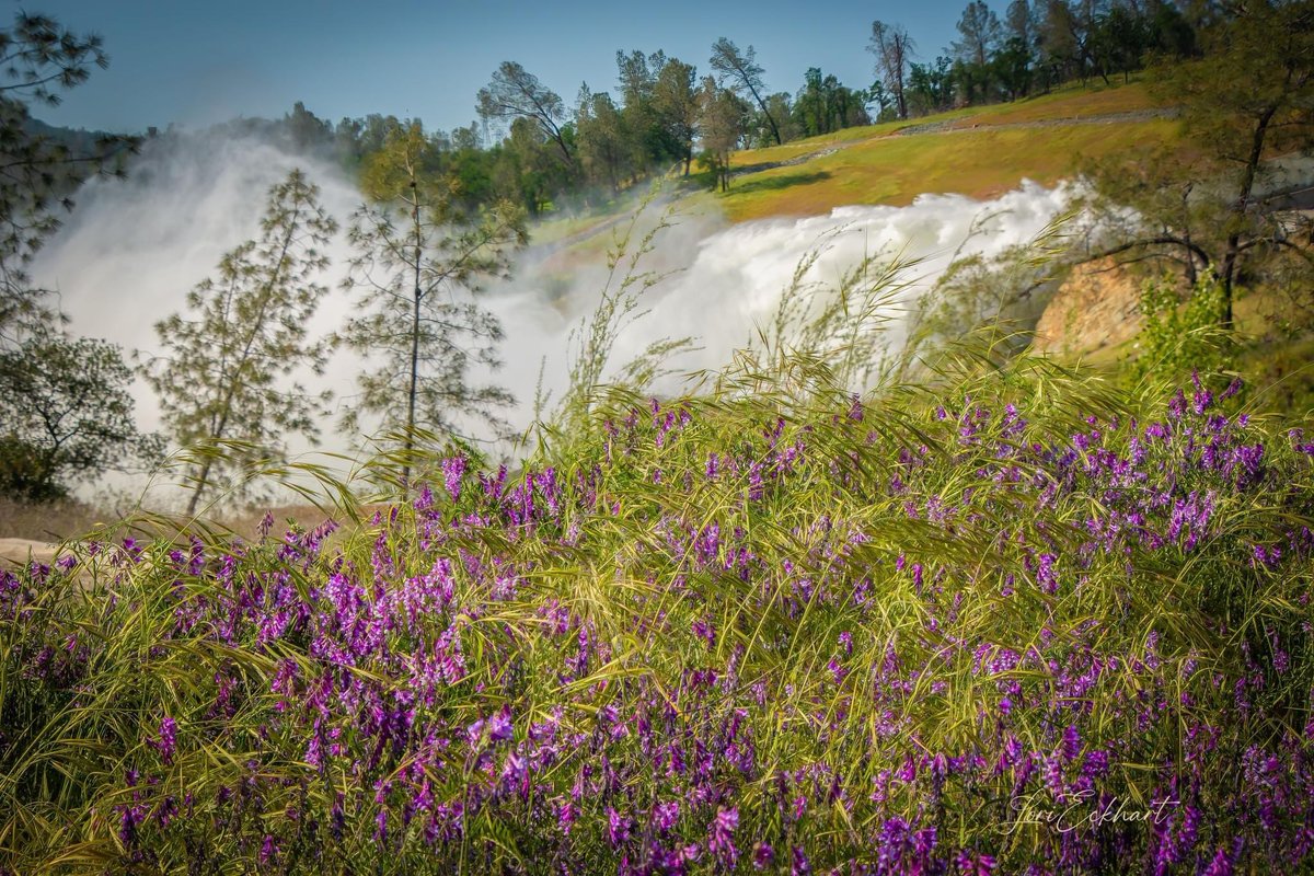 LoriEckhart1's tweet image. @kcraFinan The Oroville Lake level is at 878.72ft today, April 28. It’s only 21.28ft below the full pool of 900ft. The spillway is spectacular! #orovilledam #spillway