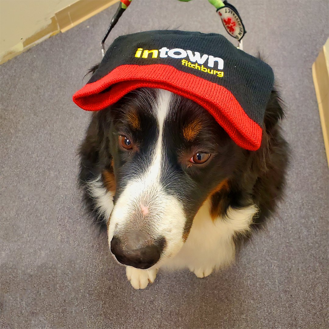 Guess who just wagged their way into our Main St. office? The adorable Kefir - always eager to lend a paw! 

Are you interested in lending a paw too? Check out Volunteer Opportunities on  intownfitchburg.com/communityresou… and see how you can be a part of the action!