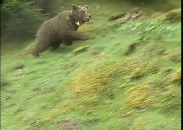 PaysDelOurs's tweet photo. ⌛📅🐻Aujourd'hui 28 avril, c'est la date anniversaire du lâcher de l'ourse #Franska dans les #Pyrénées Ce lâcher fut parmi les 5 effectués en 2006, dont 3 ont eu lieu sur la commune du siège de l'association, à #Arbas
Revoir la video du lâcher 📼https://t.co/zn0xHi2tdq https://t.co/jF4dd3qkPK