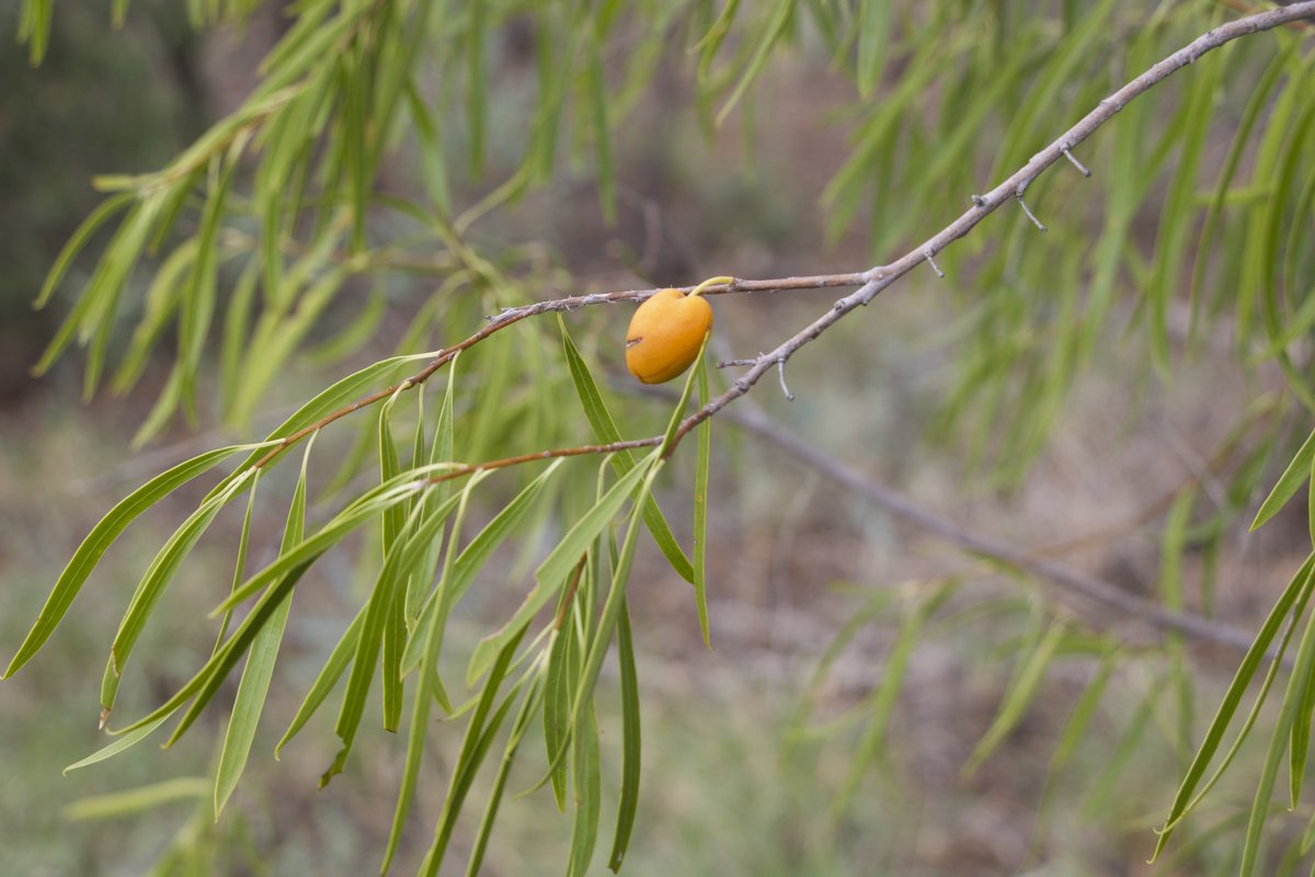 SQLandscapes's tweet image. CUNNAMULLA CONNECTIONS 🪃 // RALFs Geoff Reid and Jackson Shillingsworth and Media, Marketing, and Communications Officer Caleb Back met with Kunya Elder, Uncle John Bird at #Cunnamulla to learn about the history of #Kunya Peoples and visit local fauna and flora.