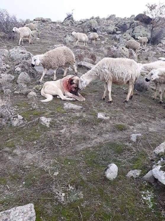 Sheep shows gratitude to the dog after saving them from a wolf attack.