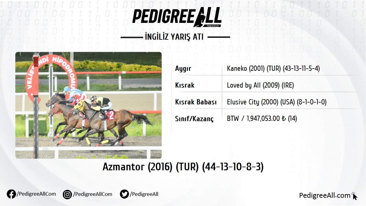 KV8 Attila Midillili Koşusu'nu AZMANTOR by Kaneko kazandı.

pedigreeall.com/azmantor-tur-2…