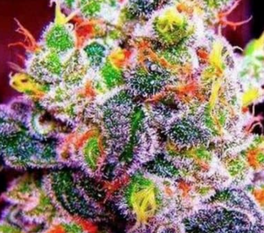 MotorCitySeeds's tweet photo. Sweet Dream (bred by MTF Genetics Lab)= elite cuts of Fruity Pebbles x Blue Dream: tastes like fruity #hash, looks like 🤩! #growyourown #homegrown #cannabisculture #420 #cannafam #weedlife #cannabis #mmj #cannabiscommunity #WeedLikeChange #TheFutureIsRegenerative #LoyalToTheSoil https://t.co/5QsjkpcrmF