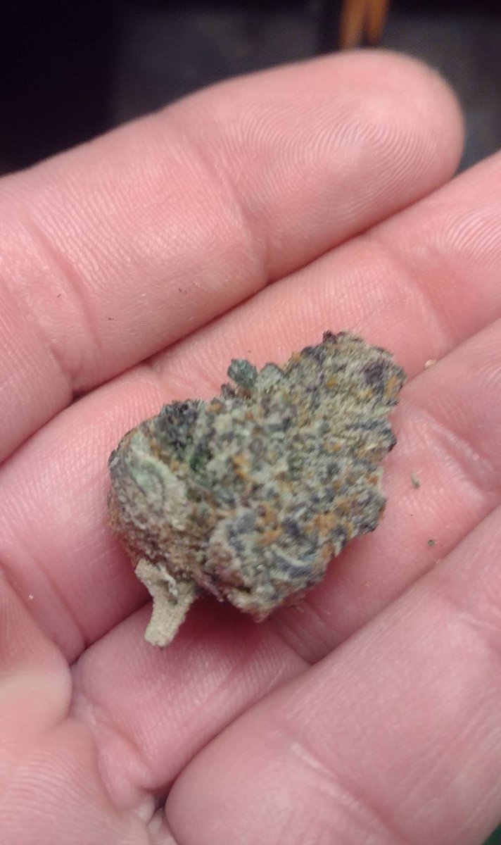 MotorCitySeeds's tweet photo. Sweet Dream (bred by MTF Genetics Lab)= elite cuts of Fruity Pebbles x Blue Dream: tastes like fruity #hash, looks like 🤩! #growyourown #homegrown #cannabisculture #420 #cannafam #weedlife #cannabis #mmj #cannabiscommunity #WeedLikeChange #TheFutureIsRegenerative #LoyalToTheSoil https://t.co/5QsjkpcrmF