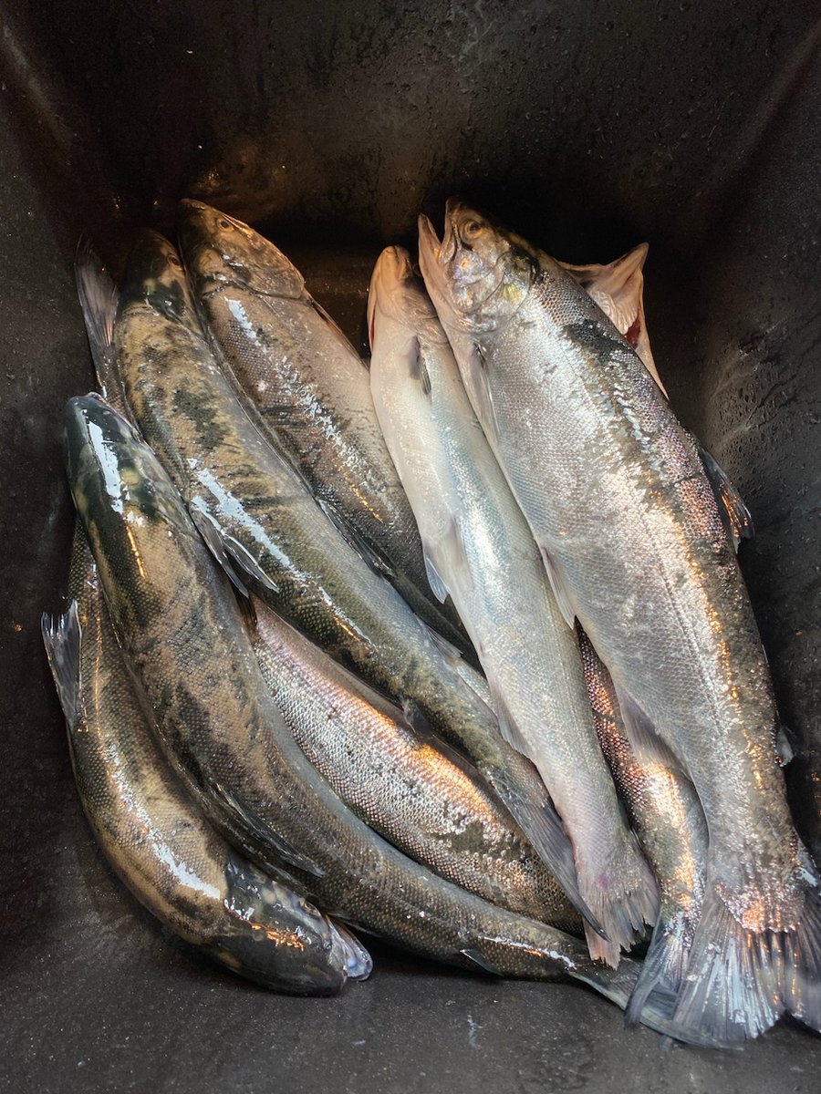 DanaVanEffen906's tweet photo. My daughter stole these jack salmon from @LakeSuperior today. guess what's for dinner. ❤️ the @UpperPeninsula and no they are not all hers #fishinglimits https://t.co/ChEfzh5rN2