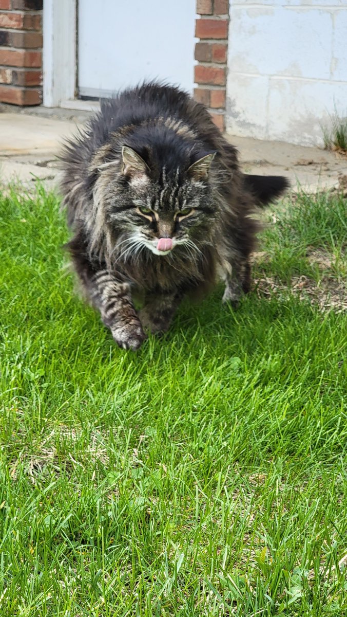 She's a few weeks shy of 19.  She's diabetic.  She's got kidney and pancreas issues.  But she's still kicking.  Little Girl loves going outside for walks and to eat grass.  Age is just a number and that's her response to anyone calling her old.
#CatsOfTwitter