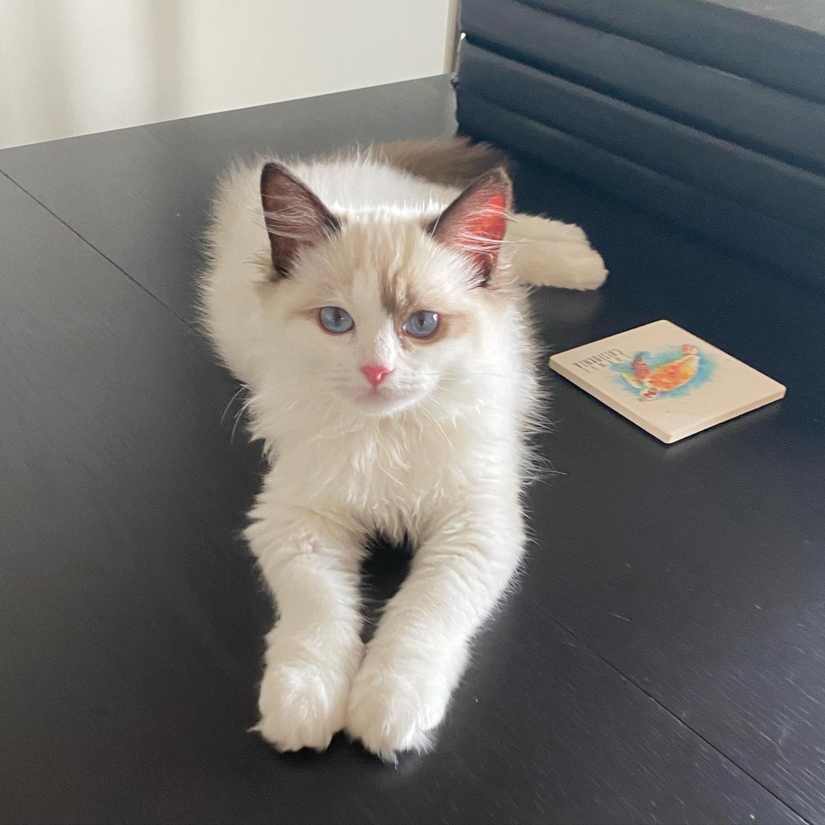 RagdollsClub's tweet photo. Happy Throwback Thursday!
#cat #ragdoll #blue #female  #ragdollworld #cute #catlife #love  #beauty #instacatsofficial #blueeyes  #cat_features #cutecats_oftheworld #catantsy   #featured_whiskers #instalife #pretty #insta_meows #catloversclub #tongue #floof #floofycat #yum https://t.co/u2di4Tegix