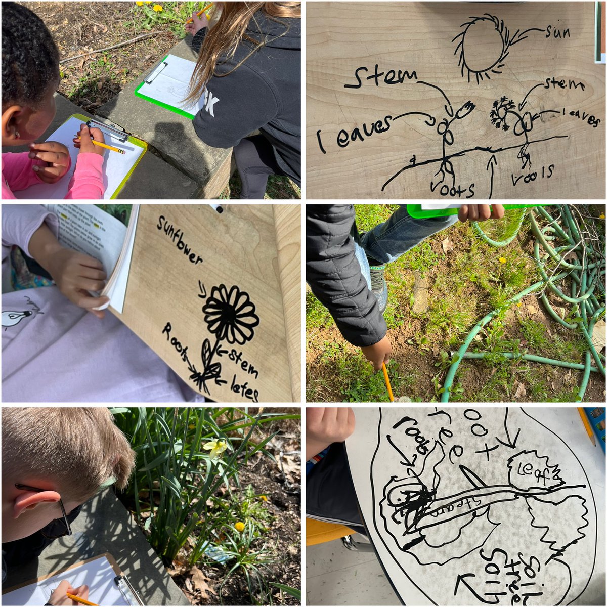 Wendy Vergara (@mrsvergarain2nd) on Twitter photo This week we learned about living things and habitats! We went on a plant hunt and labeled the parts of a plant! π± πͺ΄ <a href="/krutisia/">Mrs. Krutisia- Tinc Road Teacher</a> <a href="/tincroadschool/">Tinc Road Elementary School</a> <a href="/markdgrilo/">Mark D. Grilo</a> @Dani_Marangon <a href="/mrobinson322/">Matt Robinson</a> This week we learned about living things and habitats! We went on a plant hunt and labeled the parts of a plant! π± πͺ΄ <a href="/krutisia/">Mrs. Krutisia- Tinc Road Teacher</a> <a href="/tincroadschool/">Tinc Road Elementary School</a> <a href="/markdgrilo/">Mark D. Grilo</a> @Dani_Marangon <a href="/mrobinson322/">Matt Robinson</a>