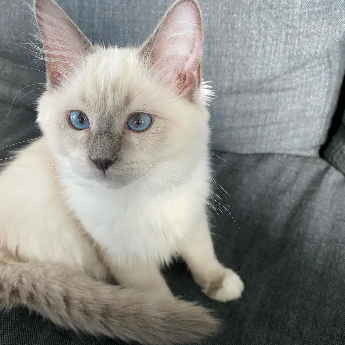 RagdollsClub's tweet photo. Happy Throwback Thursday!
#cat #ragdoll #blue #female  #ragdollworld #cute #catlife #love  #beauty #instacatsofficial #blueeyes  #cat_features #cutecats_oftheworld #catantsy   #featured_whiskers #instalife #pretty #insta_meows #catloversclub #tongue #floof #floofycat #yum https://t.co/u2di4Tegix