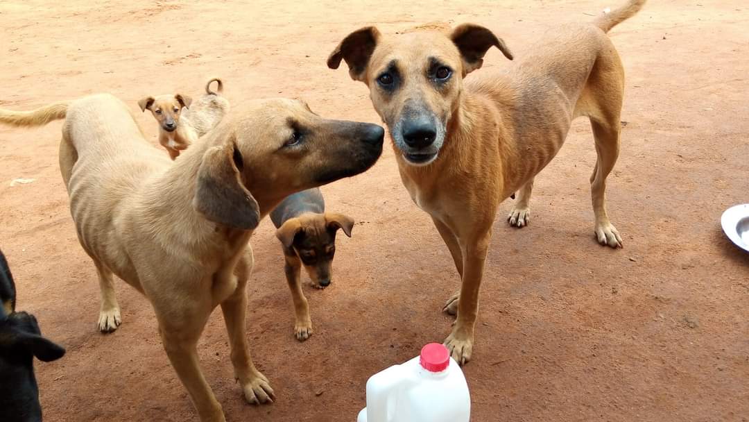 Urgent Food is needed to feed them.
link:paypal.com/cgi-bin/webscr…