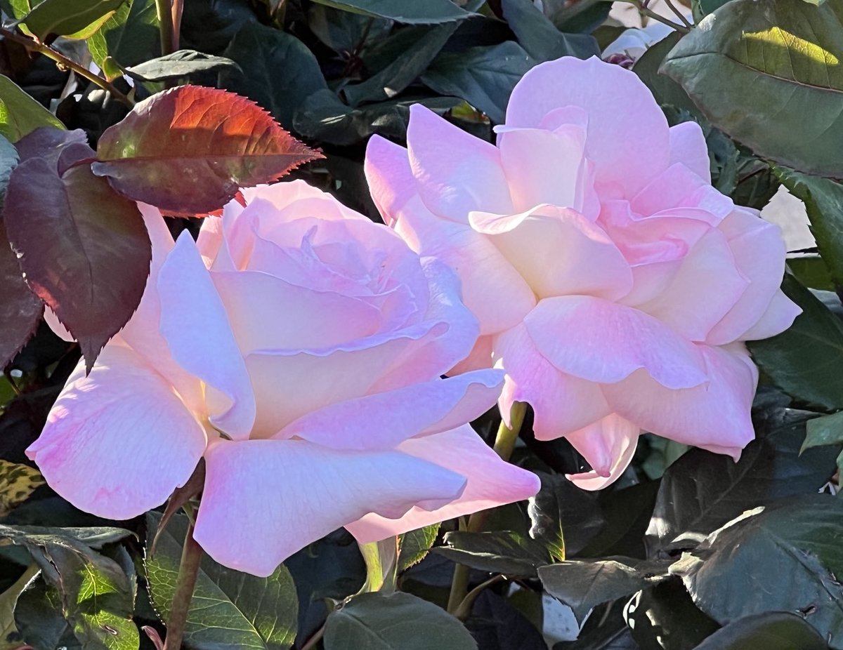 Gentle pink roses in the garden #shoutyhalfhour #gardenersworld