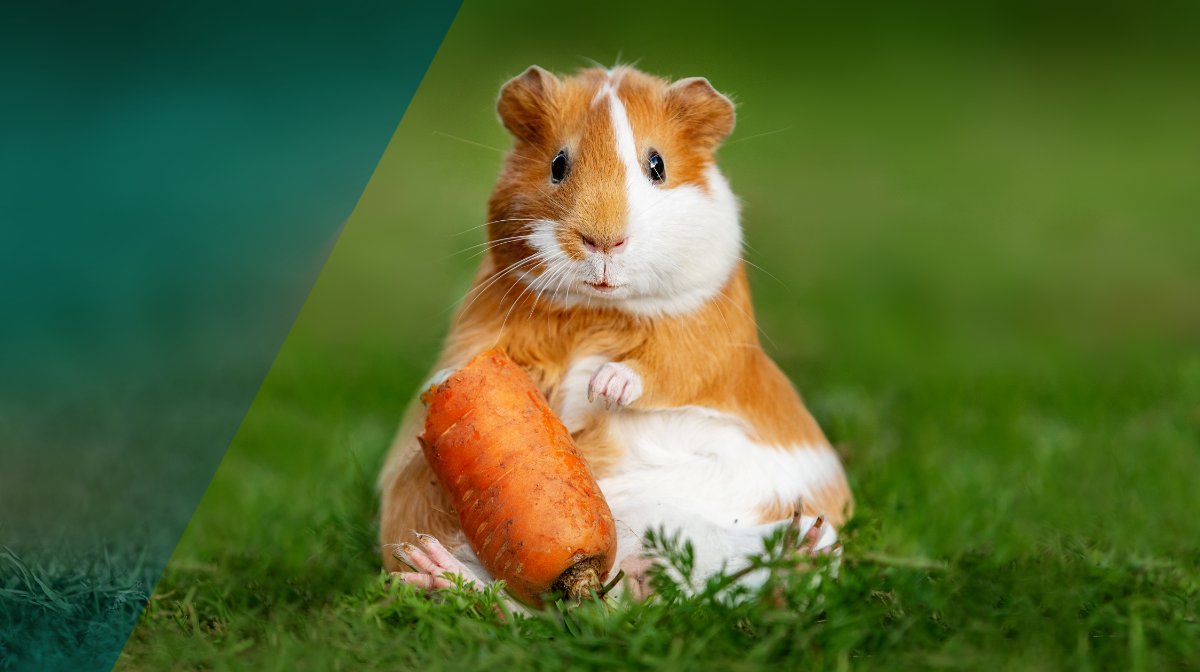 Have you started your summer garden yet? ☀️🌱🌷 Don't let the fruits of your labor become someone else's dinner 🐰 Learn more about the top ways to protect your garden from pests 🐛 Link in bio 🐝

#orchard #orchardhomes #tips #gardening #gardens #summer #gardenlife #springvibes