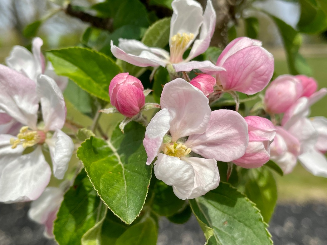 Happy #OrchardBlossomDay @nationaltrust