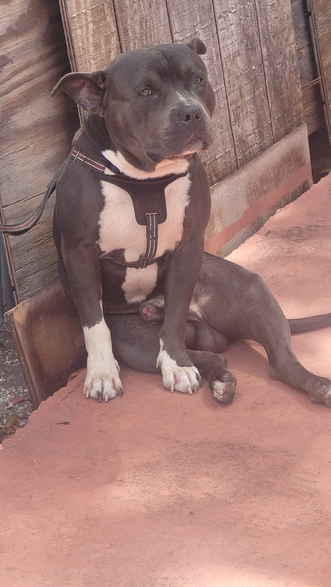 SMOOTHRHYTHMTV's tweet photo. Pitbull for sales #miami location #dm if you are interested ❤️❤️❤️🐾🐾🐶 https://t.co/7U2S2OkOEi