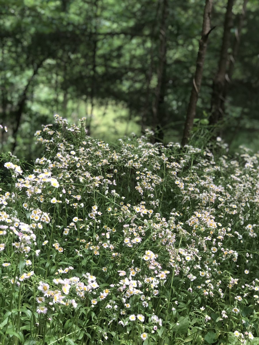 coffeewithkream's tweet photo. Pretty weeds in the woods! 🌸 #GoTakeAWalk ✌🏼 https://t.co/gED4k5cmVi