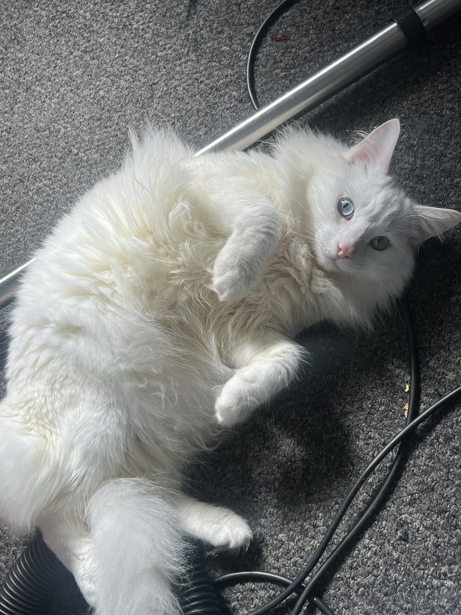 DeftExtra's tweet photo. I don’t tweet much anyways so here’s a handsome cat https://t.co/IuuT9T6vCQ