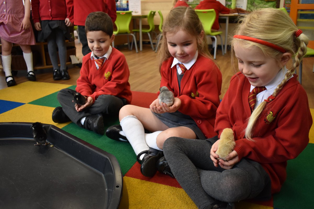 PerryHallOrp's tweet photo. It's Spring and look who's hatched! Reception have been taking care of our latest arrivals - so cute!🐦🐣🐥🐤 Tweet Tweet! https://t.co/wJbJanmYWu