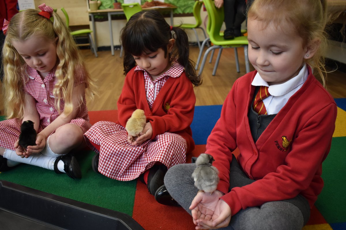 PerryHallOrp's tweet photo. It's Spring and look who's hatched! Reception have been taking care of our latest arrivals - so cute!🐦🐣🐥🐤 Tweet Tweet! https://t.co/wJbJanmYWu