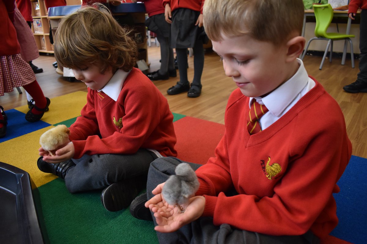 PerryHallOrp's tweet photo. It's Spring and look who's hatched! Reception have been taking care of our latest arrivals - so cute!🐦🐣🐥🐤 Tweet Tweet! https://t.co/wJbJanmYWu