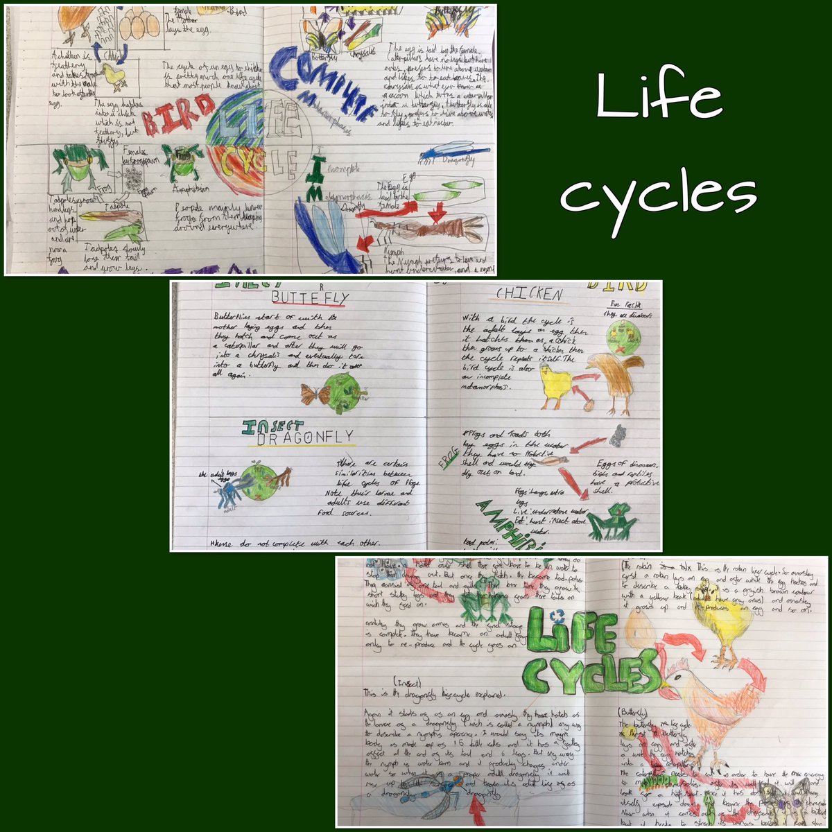 UpperthongJI's tweet photo. Life cycles of some animals in Year 5. We are so incredibly proud of the effort we have put into presenting our work. #UJIY5 #UJIscience #UJIpride #doublepage https://t.co/HtSPXTqelq