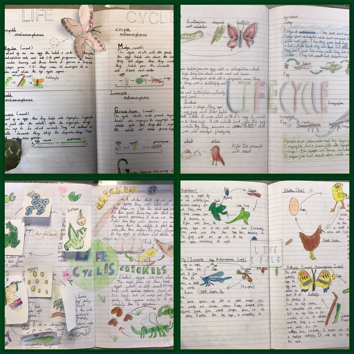 UpperthongJI's tweet photo. Life cycles of some animals in Year 5. We are so incredibly proud of the effort we have put into presenting our work. #UJIY5 #UJIscience #UJIpride #doublepage https://t.co/HtSPXTqelq