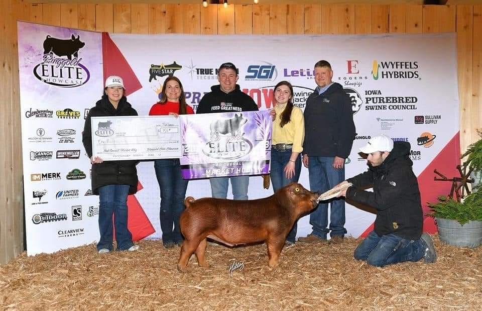 SGIBoars's tweet photo. 3RD OVERALL MARKET HOG &amp; CHAMPION DUROC
2023 Ringgold Elite Jackpot, IA
Sired by :: CHIN STRAP
Raised by :: Eggers Showpigs, IA
#SGIBOARS https://t.co/MkcAVbEgIB