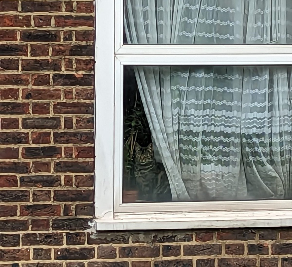 WindowAnimals's tweet photo. https://t.co/dnYi8VhSif