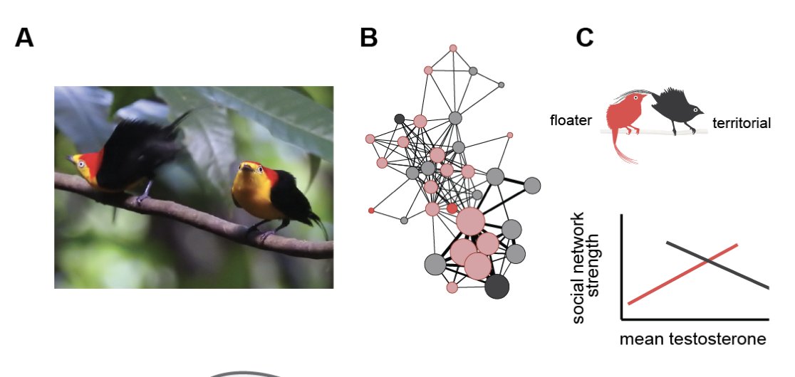 Preprint updated! @Periperipatus et al. Neurogenomic landscape of status-dependent cooperative behavior biorxiv.org/content/10.110…