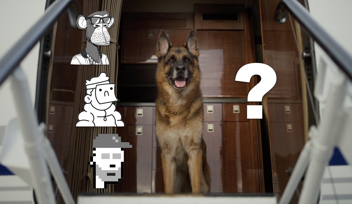 guntherrichdog's tweet photo. 🐶 As the world's richest dog, I already have:

✅🏠
✅🚤
✅✈️
✅🏝️

But I need your help! Which NFT should I add to my collection first? 

Reply with your favorite collection/community and let's see who's top dog in the NFT game! 🐕💸🚀 

#NFTs #sweep https://t.co/u9dbtE2ANE