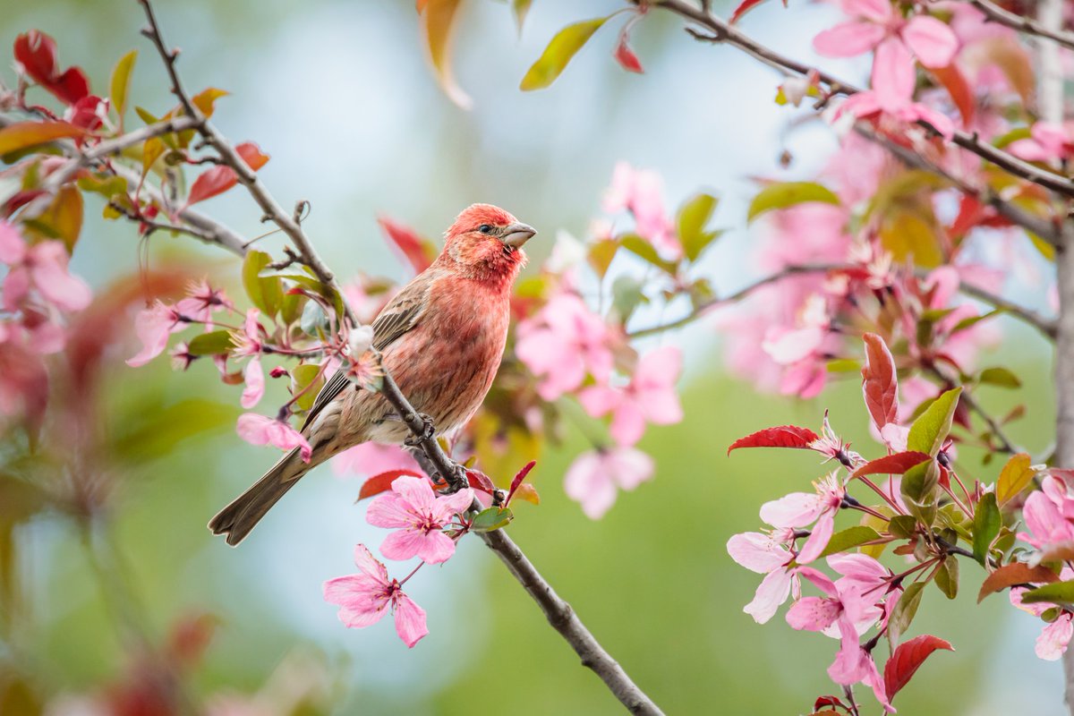 MelodyAnneM's tweet photo. House Finch in the Crabapple Tree

Photographed with a Canon 5D Mark IV &amp; 100-400mm f/4.5-5.6L lens.

#birdwatching #nature #wildlife #canonusa #teamcanon https://t.co/4b8J1HC0f9