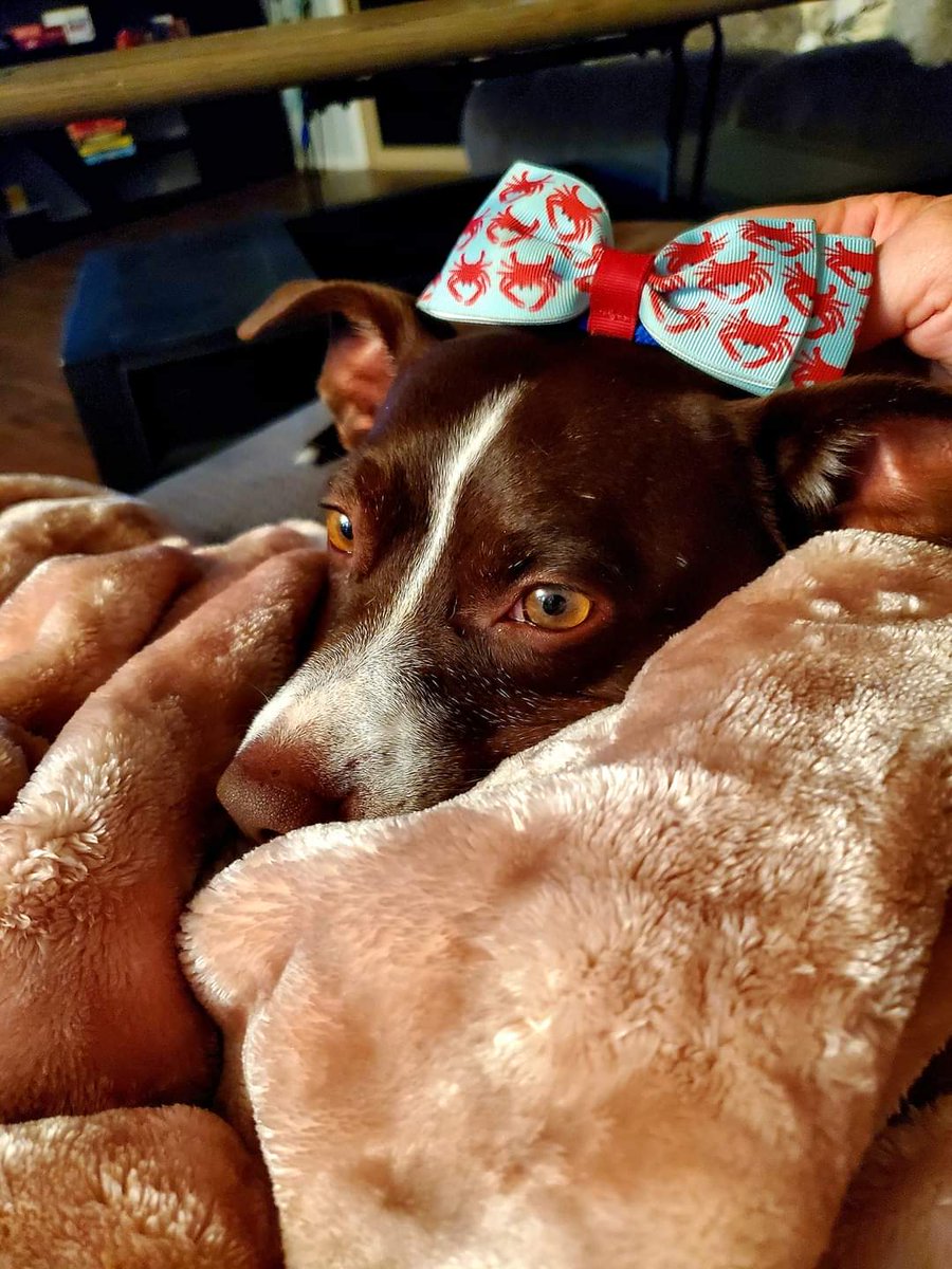 considernoodles's tweet photo. What a dolled up guy :) #ilovedogs #thisisloki #viewerbeware #youreinforascare https://t.co/ud2d87xWUN