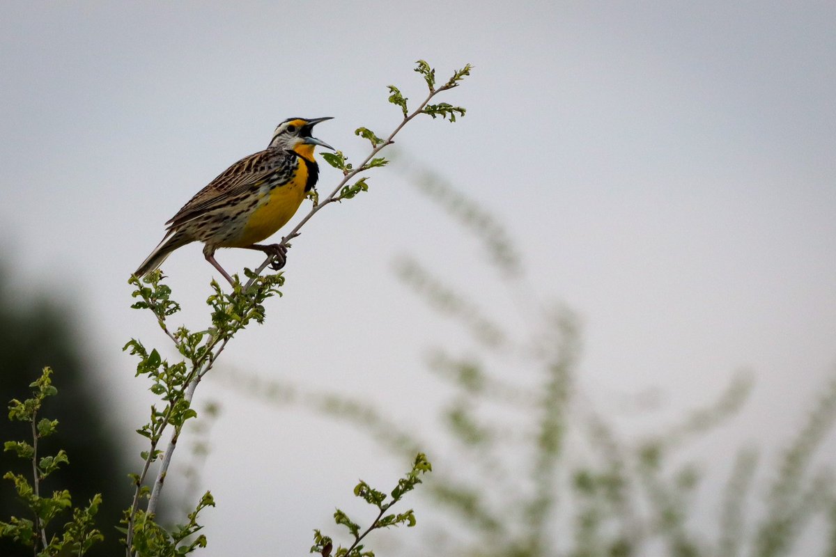 tilbugg's tweet photo. eastern meadowlark says hello https://t.co/x4Pfvg2sPe