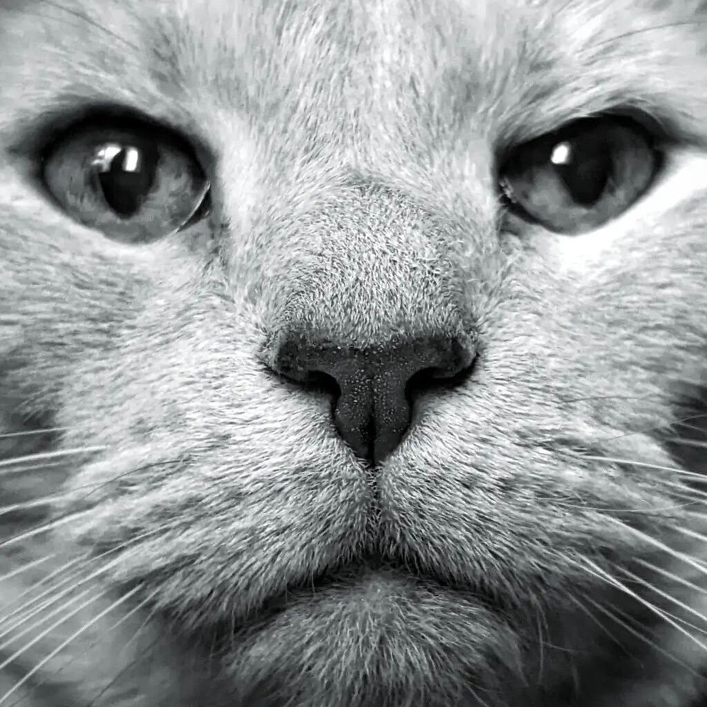 LiveFromGround's tweet image. Fear me, human. #snapshot #portrait #catsofinstagram #cats #pets #monochrome #bw instagr.am/p/CrlZYVBOfjR/