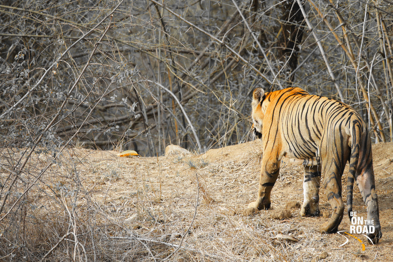 sankaracs's tweet photo. Thinking of a #WildlifeHoliday 2 d heart of India? How abt u choose from these 7 best national parks of Central India for a gorgeous wildlife vacation with your family and friends?
#WildlifeHolidays #IndianWildlife #WildIndia #IncredibleIndia #TravelTips

https://t.co/Dlh6evzxeS https://t.co/9Lu6C0ZbnQ