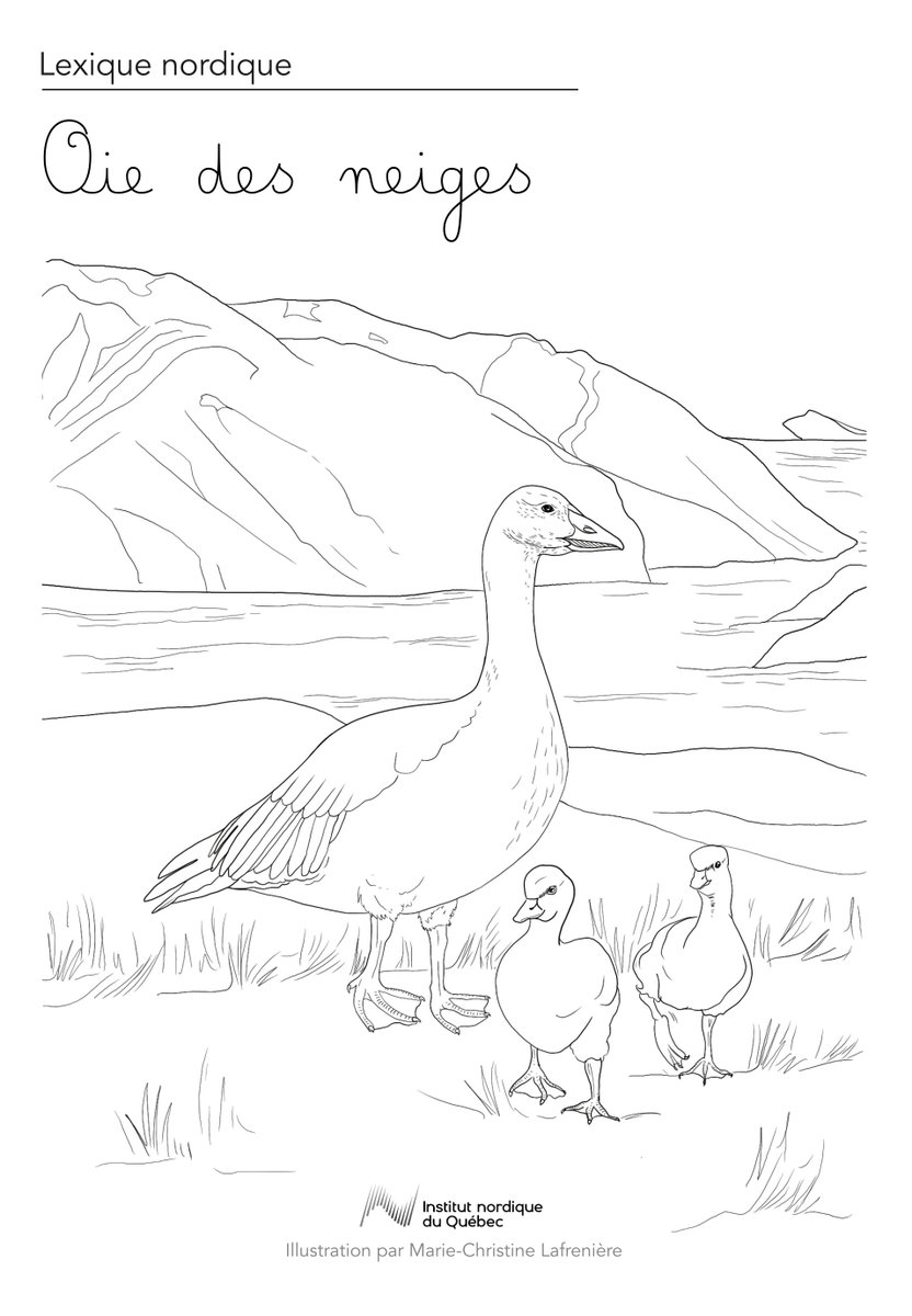 mclafreniere's tweet image. Primeur |  Infographie Oie des Neiges ✨🦢
Nous sommes en pleine saison d&apos;observation de la Grande Oie des neiges en migration, je vous partage donc mon travail pour le Lexique Nordique de l&apos;@Institutnord qui sortira très bientôt! 👩🏽‍🔬
#comsci #snowgoose @umtlSciences @_aecbum