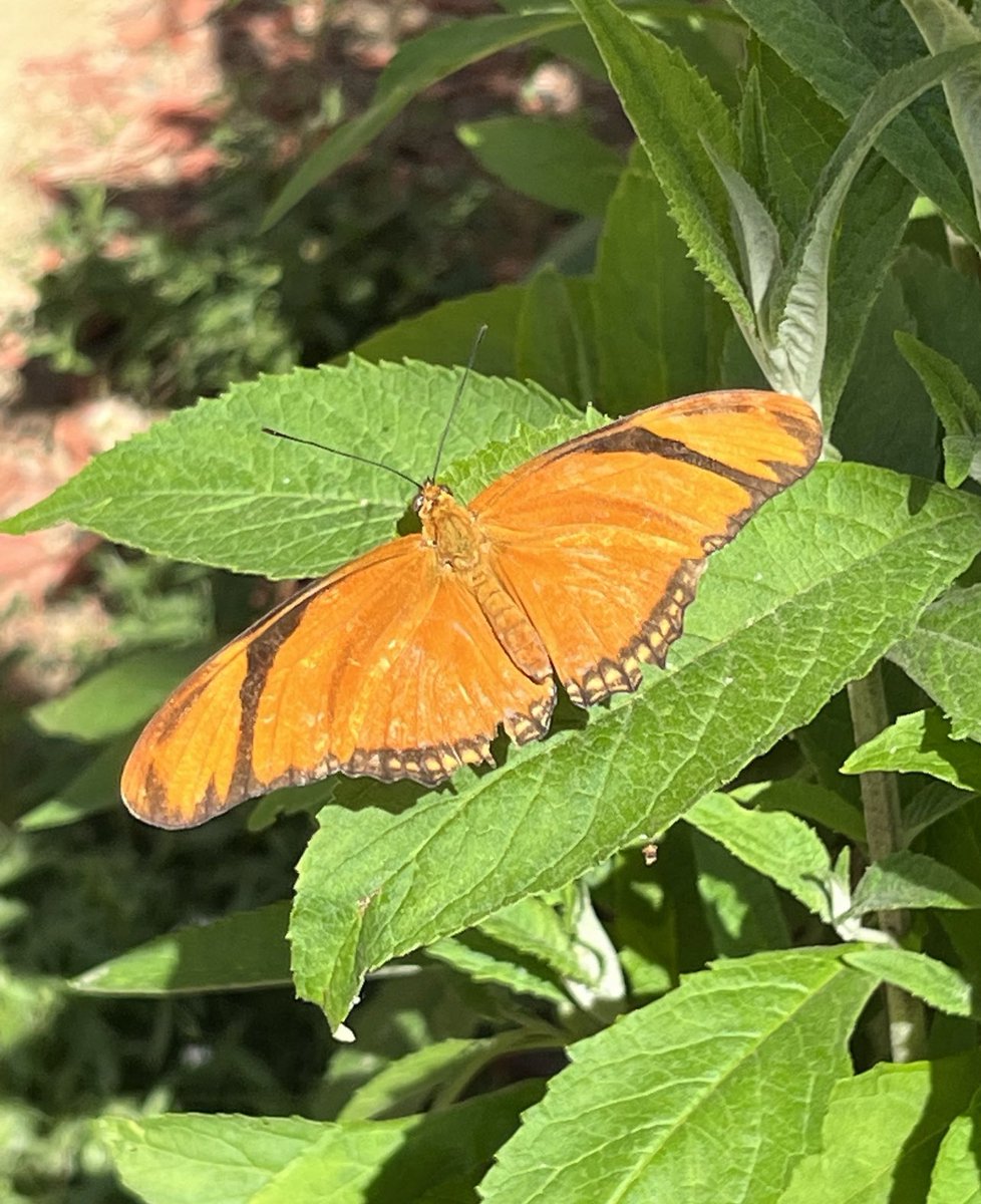 MsToriLondon's tweet photo. Spent the day hanging out with some butterflies at @NHMLA! Such a beautiful experience. ๐ฆ Check out the butterfly that wanted to come home with me!
#actress #actresslife #butterfly #butterflyexhibit #nhmla https://t.co/lHZMFNulxS