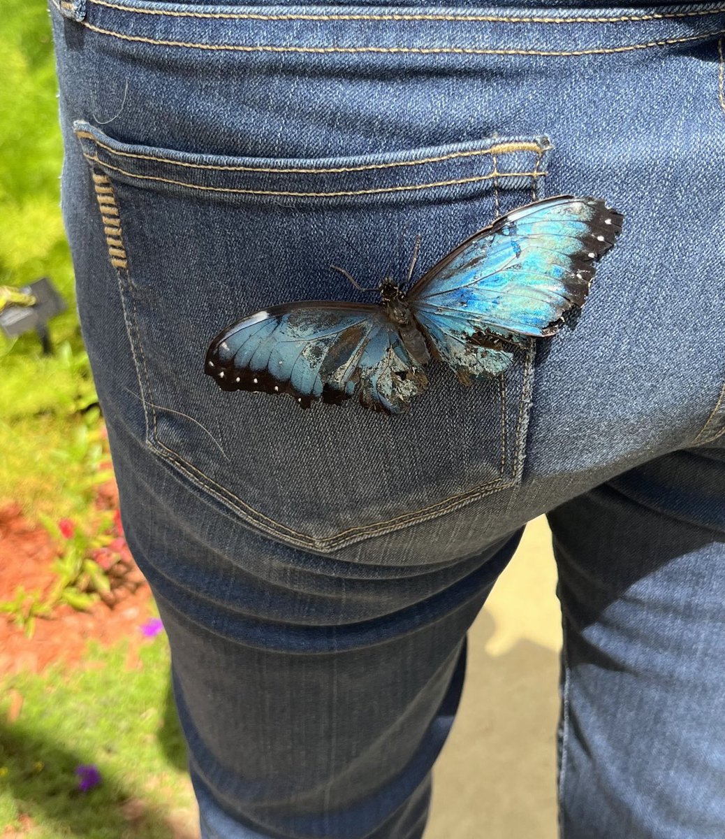 MsToriLondon's tweet photo. Spent the day hanging out with some butterflies at @NHMLA! Such a beautiful experience. ๐ฆ Check out the butterfly that wanted to come home with me!
#actress #actresslife #butterfly #butterflyexhibit #nhmla https://t.co/lHZMFNulxS