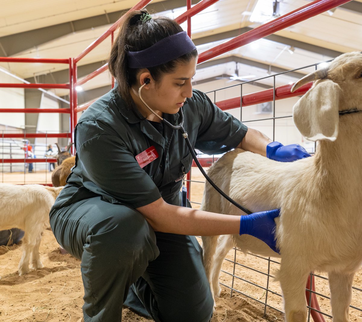 TTUVetMed's tweet photo. It’s world Veterinary Day!

We are thrilled to be teaching our RaiderVets the art of veterinary medicine.

They help us achieve our Purpose!

Guns Up RaiderVetNation!

#TTUVetMed https://t.co/OT2x6uSMGX