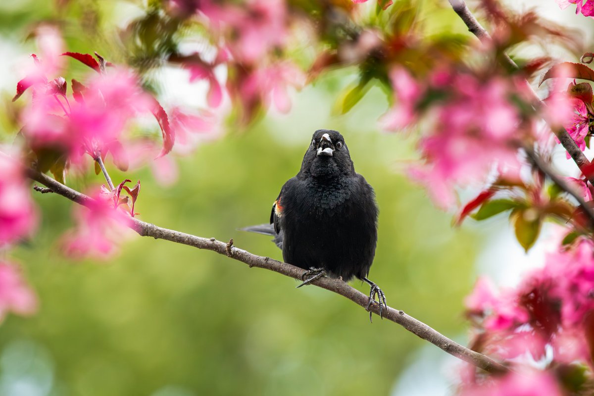 MelodyAnneM's tweet photo. I've been playing with the new Denoise AI in Lightroom this week. I was definitely impressed with how it handled the feather details in these Red Winged Blackbird photos.

All shot with my Canon 5D Mark IV &amp; 100-400mm lens.

#lightroomclassic #denoiseai #adobe #teamcanon https://t.co/Vcxmd2cYiV