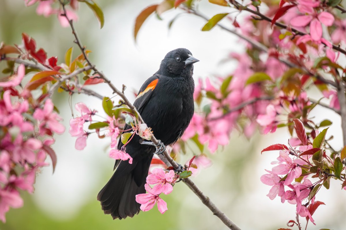 MelodyAnneM's tweet photo. I've been playing with the new Denoise AI in Lightroom this week. I was definitely impressed with how it handled the feather details in these Red Winged Blackbird photos.

All shot with my Canon 5D Mark IV &amp; 100-400mm lens.

#lightroomclassic #denoiseai #adobe #teamcanon https://t.co/Vcxmd2cYiV