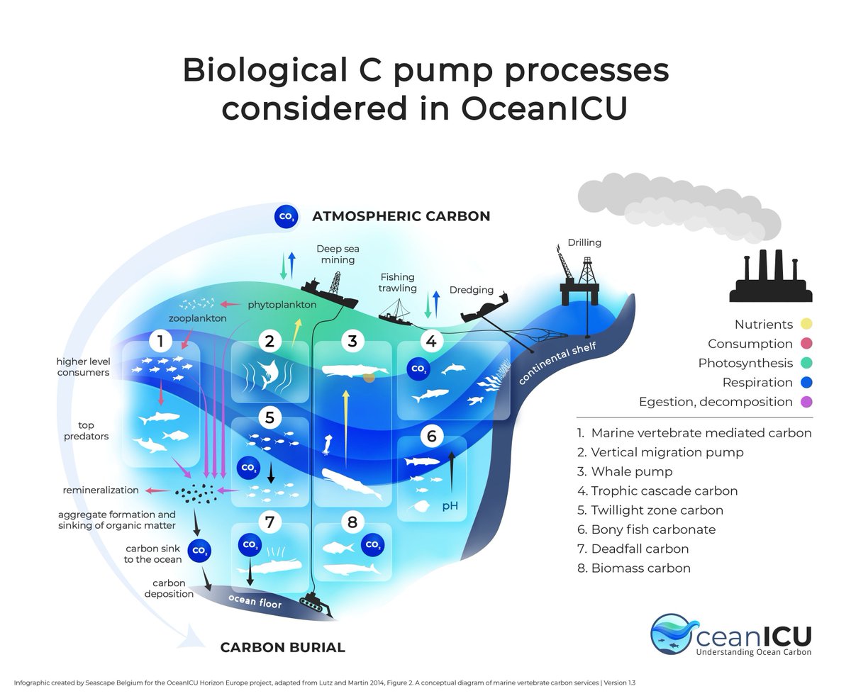 PLEASE SHARE: #jobopportunity to join me @MarineInst on  @Oceanicu_carbon working with #stakeholders to build understanding around #ocean #carbon #jobfairy #job #marsocsci #marinecarbon #oceancarbon #climatechange #postdoc #fisheries marine.ie/site-area/work…