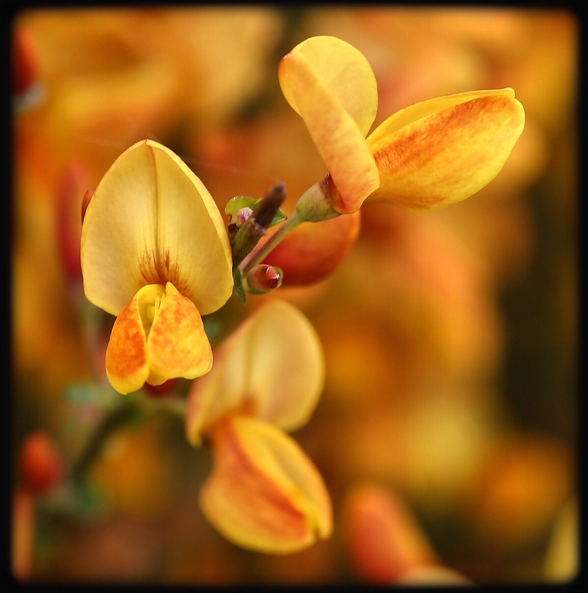 ChrissyvWellean's tweet photo. 🔥💛🧡... burning heart ...🧡💛🔥 #flowers #plants #flora #broom #cytisus #closeup #macro #details #nofilter #garden #colour #nature  #mood #atmosphere #life #beauty #joy #magic #spell #symbol #spring https://t.co/wgVqeRZC3Q