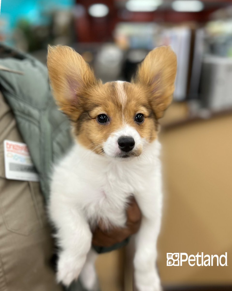 Ear-risistably cute! 🐶😍 Fall in love with a new BFF at Petland.

#petland #welovepets #petpeople #puppycorner #papillonpuppy #papillonlove #papillondog #papillonlover #dogsofcincy