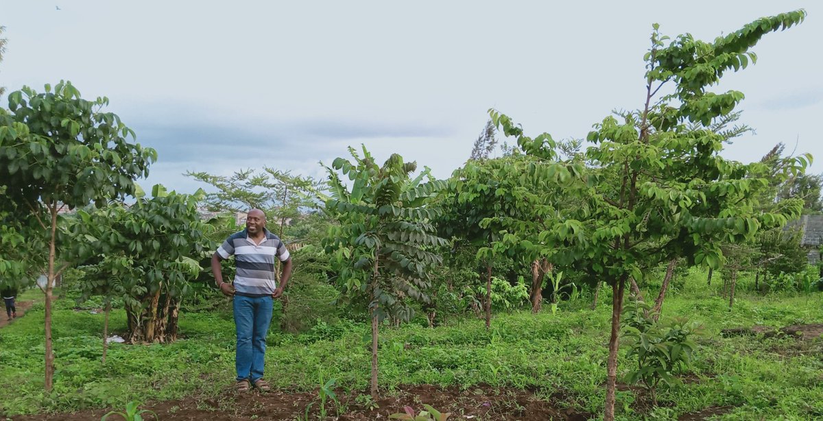 WanyekiJedidah's tweet photo. Aftercare of planted seedlings is key to achieving a restoration goal. This is one of the sites we have worked on and the results are beautiful. We planted 200 seedlings on this site.

#ClimateAction 

Plant a tree heal the planet. https://t.co/krV6l2lS9V