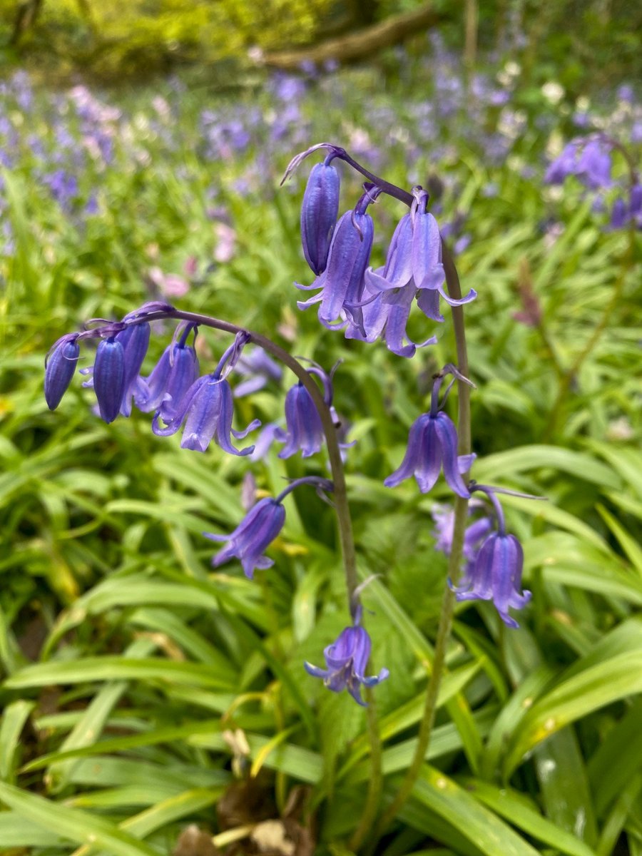 EHKenwood's tweet photo. The bluebells are making a wonderful show at Kenwood! 😍Come along this weekend to see them. https://t.co/AWNMO0CMYF