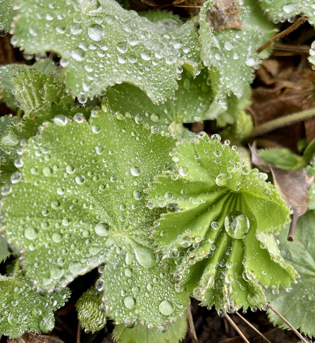 The sky is crying 
as I wake,
it lets go crystal tears
that hold a rainbow 
in their hearts
until the sun appears.
 
(JM, 2023)

#ladysmantle #rainpoetry
#writerswhogarden