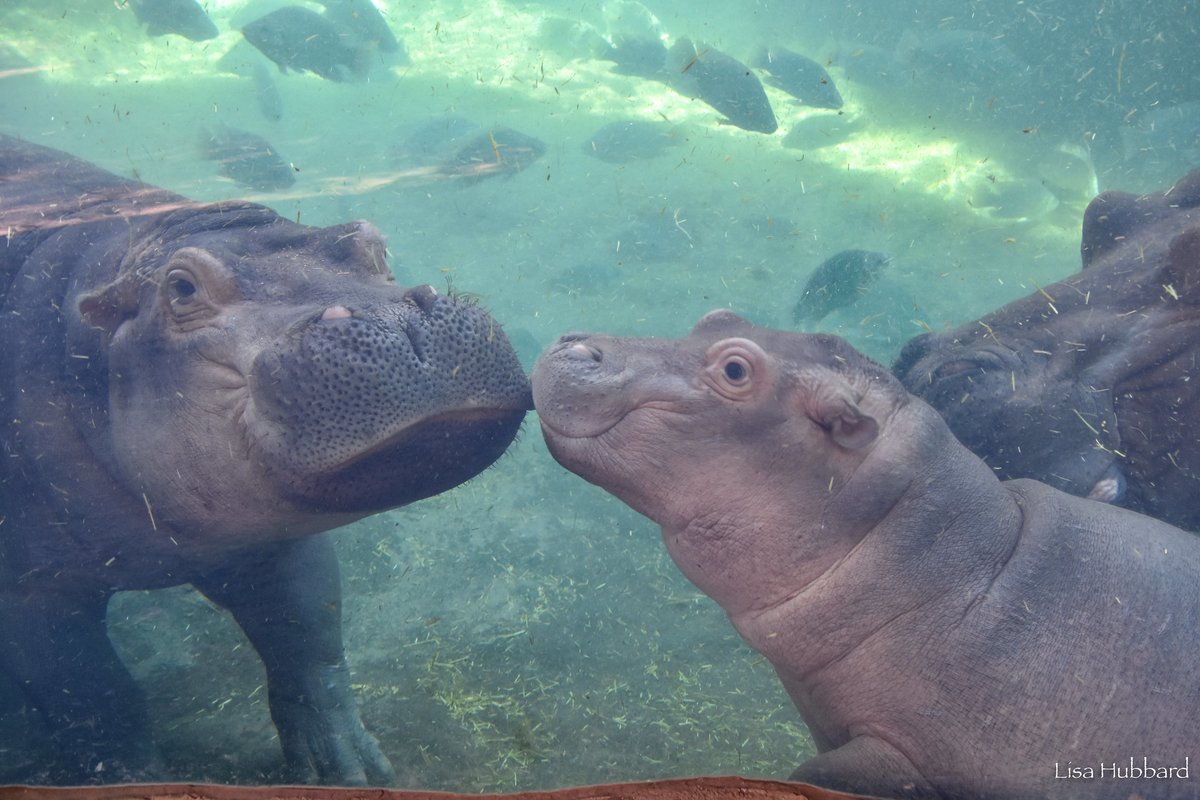 CincinnatiZoo's tweet photo. A sweet moment between Fiona and Fritz! https://t.co/LThdOYh1LF
