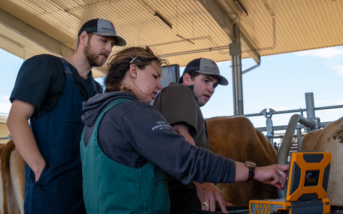 TTUVetMed's tweet photo. It’s world Veterinary Day!

We are thrilled to be teaching our RaiderVets the art of veterinary medicine.

They help us achieve our Purpose!

Guns Up RaiderVetNation!

#TTUVetMed https://t.co/OT2x6uSMGX