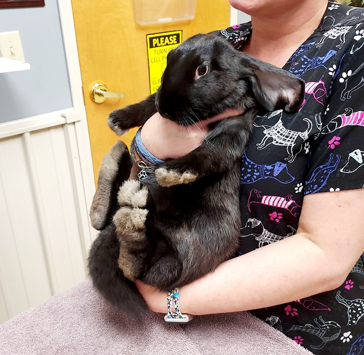 First vet appointment for this big girl! At only 15 weeks, I can't wait to see how big she'll get 🤣 
#rabbit #flemishgiantcross #bunny #pet #checkup