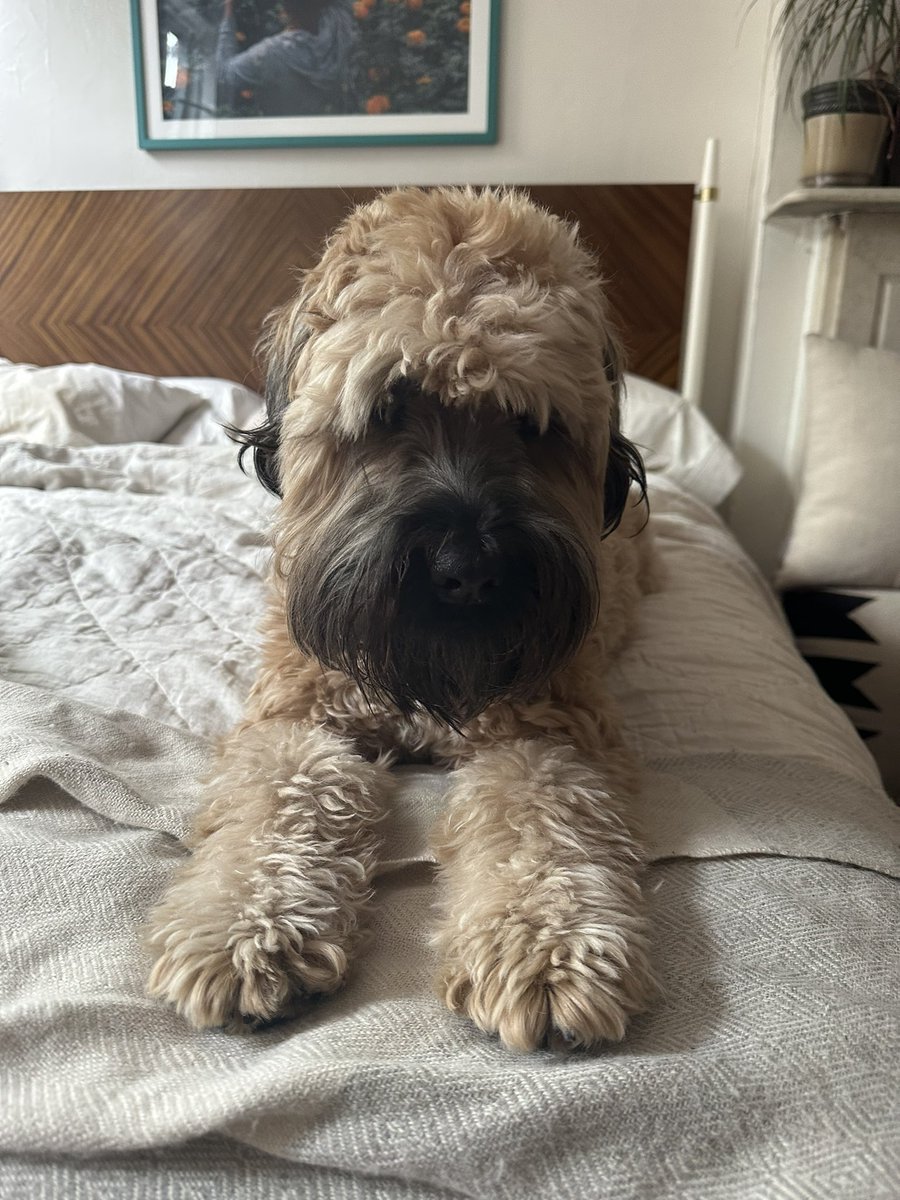LEBassett's tweet photo. The dog I’m sitting got ahold of a plastic knife and was threatening to eat it, I had to offer her my whole breakfast in exchange for her dropping it, and then I realized I had just literally been held up at knifepoint by a dog over some scrambled eggs https://t.co/O4GkZpGdyM